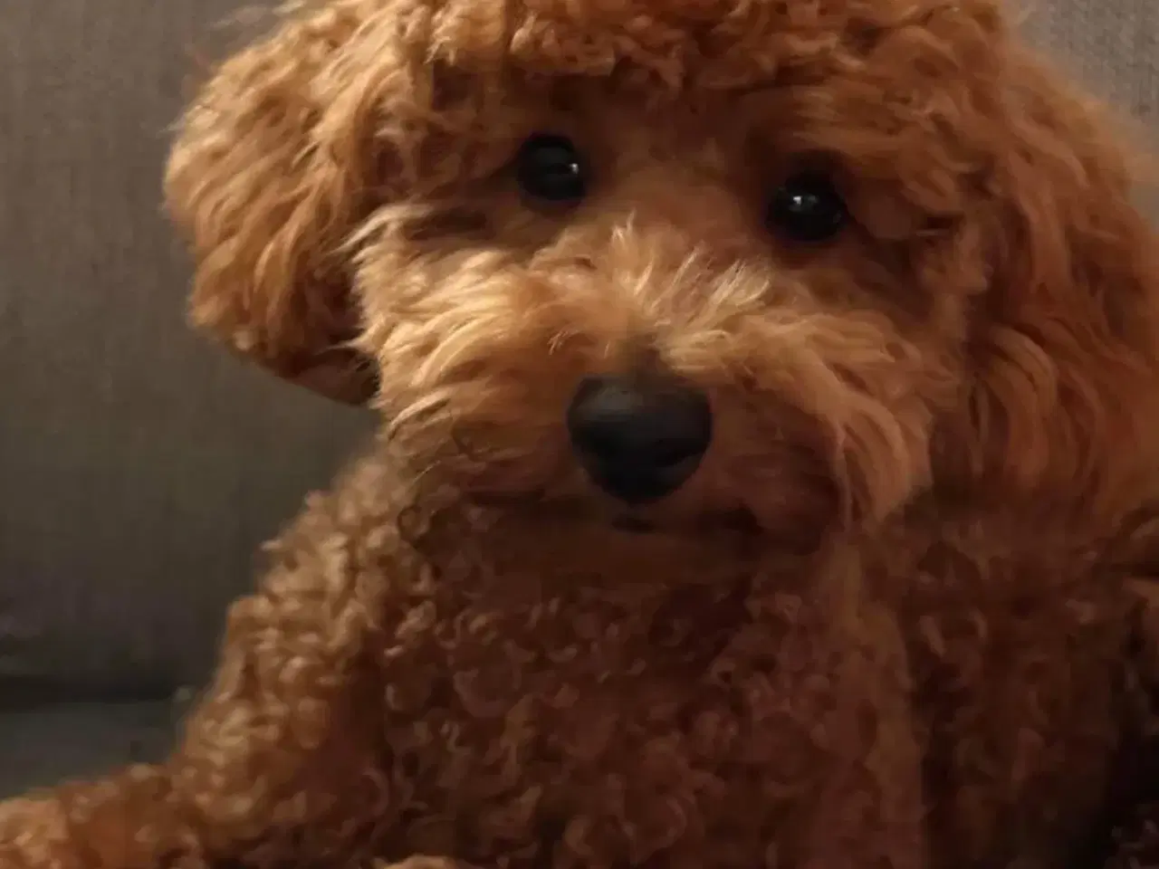 Billede 5 - Skønneste små shihpoo