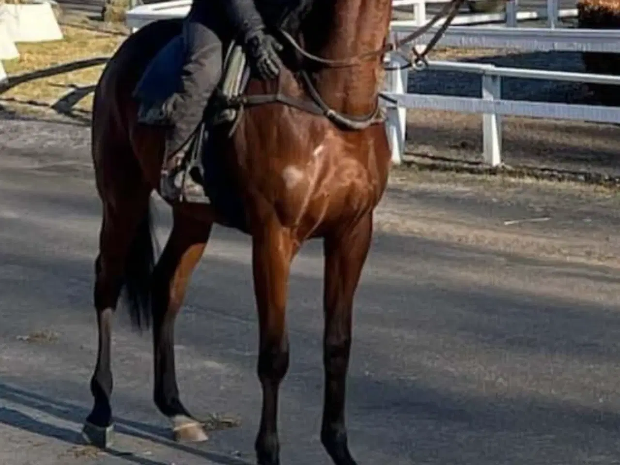 Billede 3 - Fuldblodsvallak, 3 år