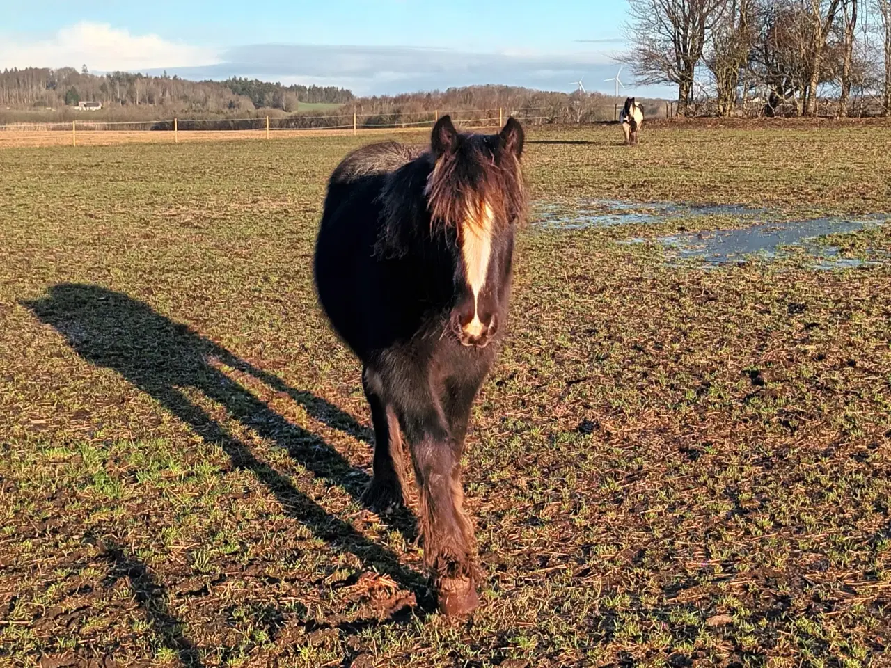 Billede 4 - Hest plag Irisch Cop