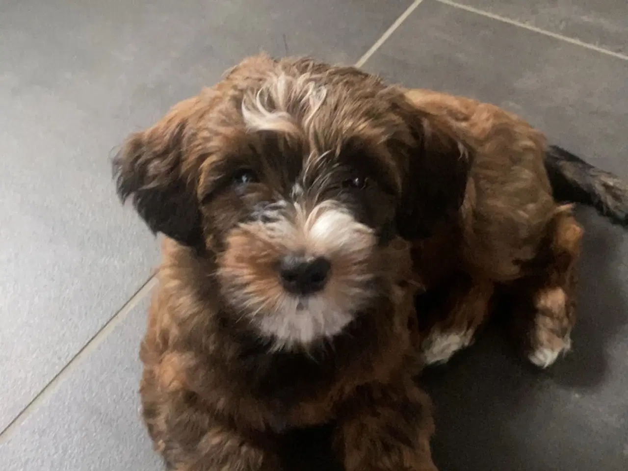 Billede 11 - Han hund tilbydes til avl