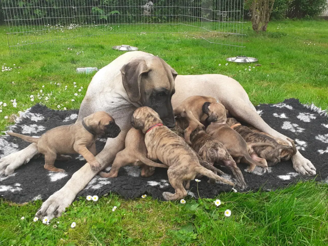 Billede 5 - Grand Danois Hvalpe m/DKK stambog