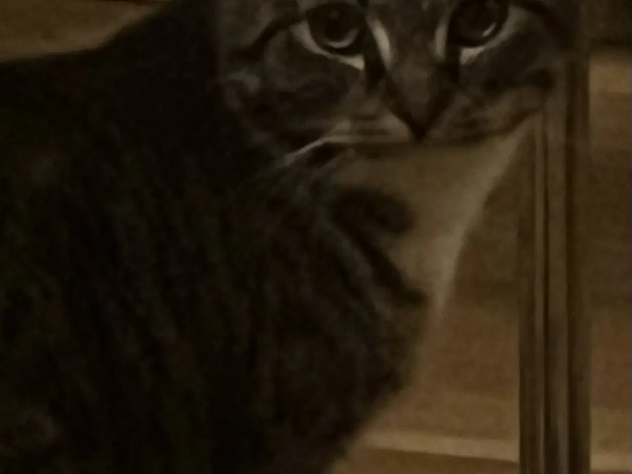 Billede 7 -   Presseret situation: To voksne katte har akut br