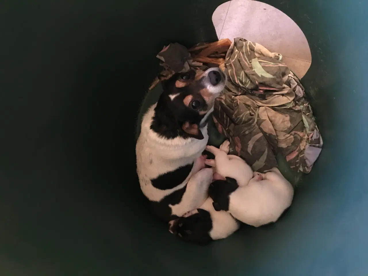 Billede 3 - Dansk-Svenske Gårdhundehvalpe