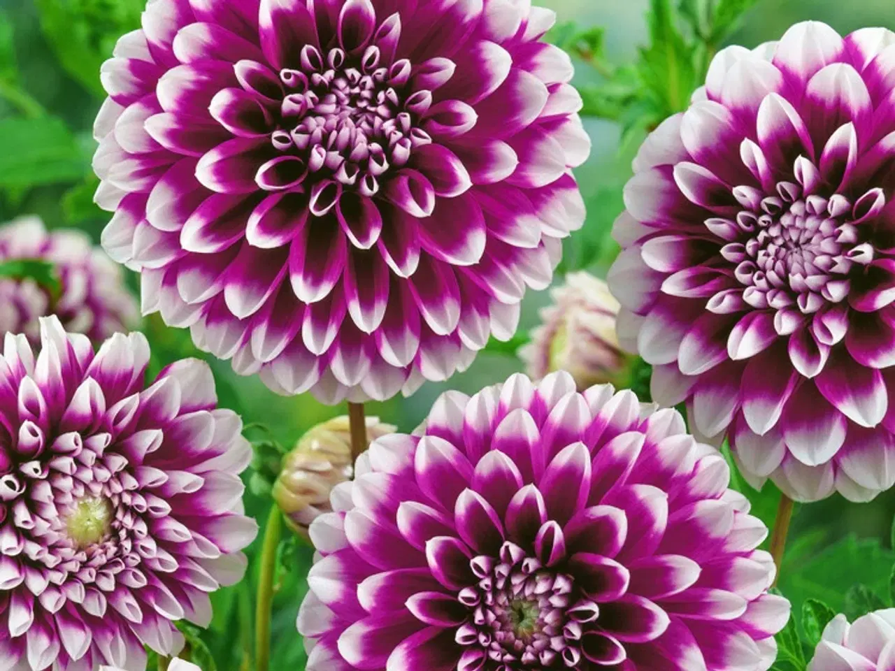 Billede 8 - Dahlia - Stort udvalg af dahlia på Restsalg