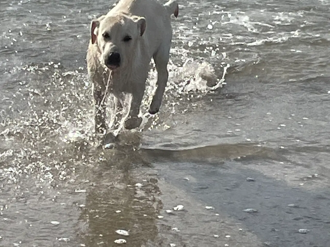 Billede 1 - Hvalpe på vej