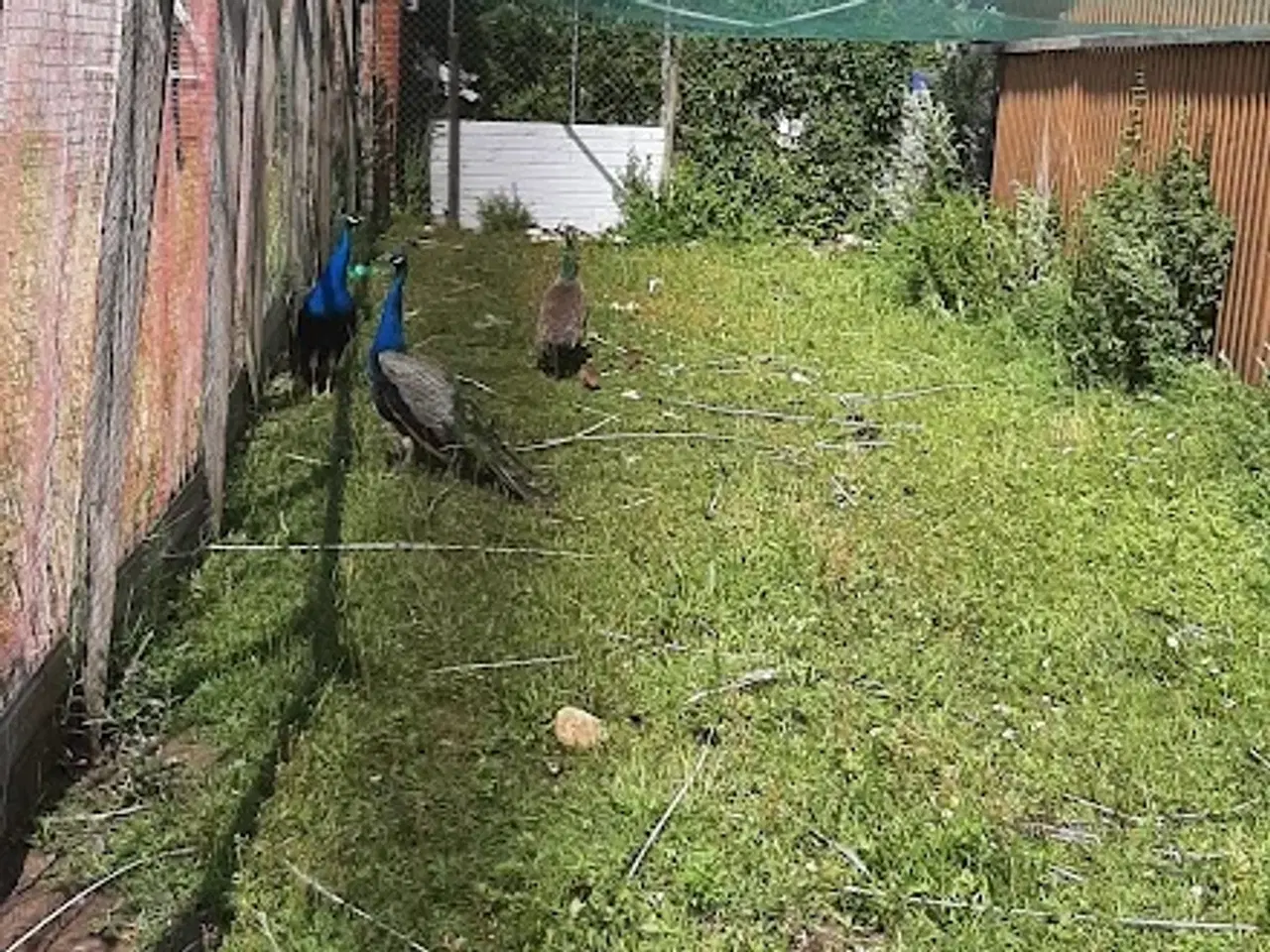 Billede 2 - påfugle par 