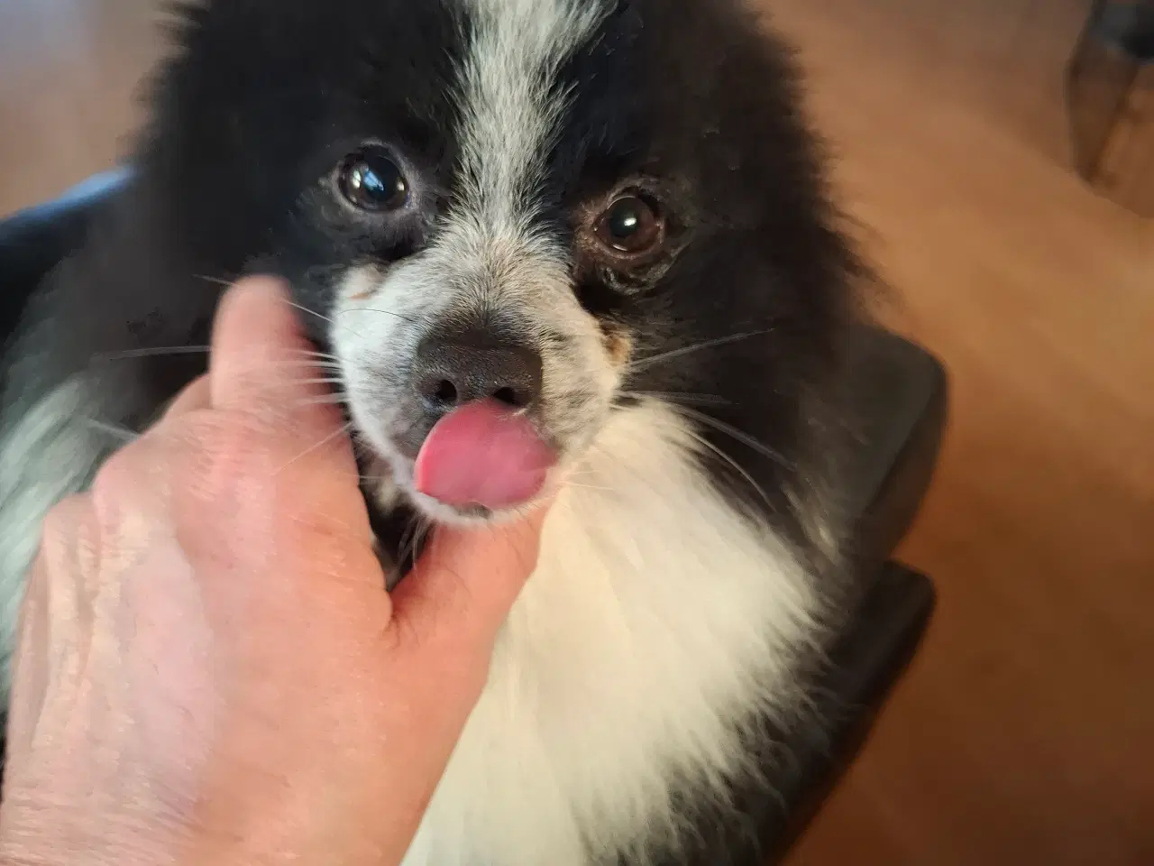 Billede 13 - Kærlig pommeranian dreng 