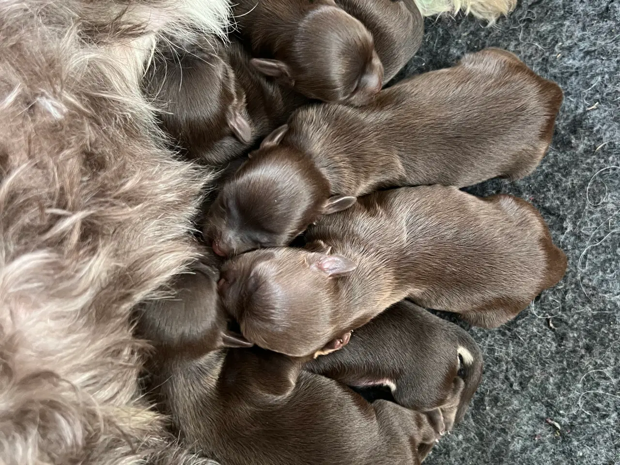 Billede 9 - Bichon Havanais hvalpe sælges 9 juli