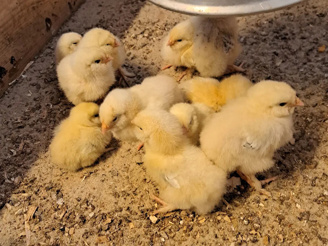 Billede 1 - Laksefarvede faverolls kyllinger