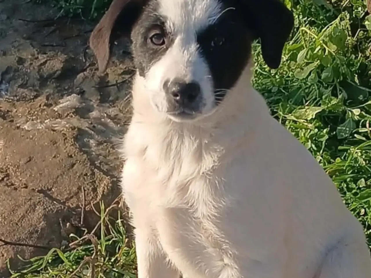 Billede 3 - Søde Muriel søger sit 4ever hjem