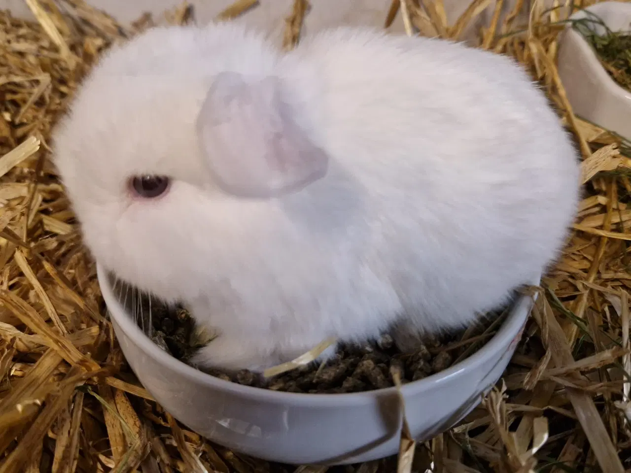 Billede 1 - Minilop unge