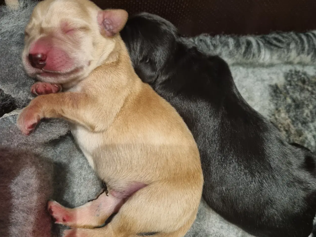 Billede 3 - Labrador Hvalpe 