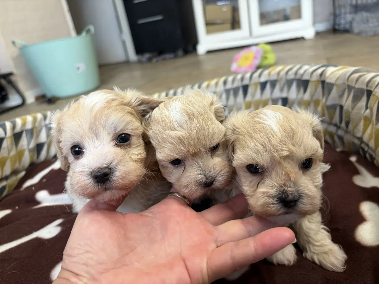 Billede 3 - Mini Maltipoo babyer 