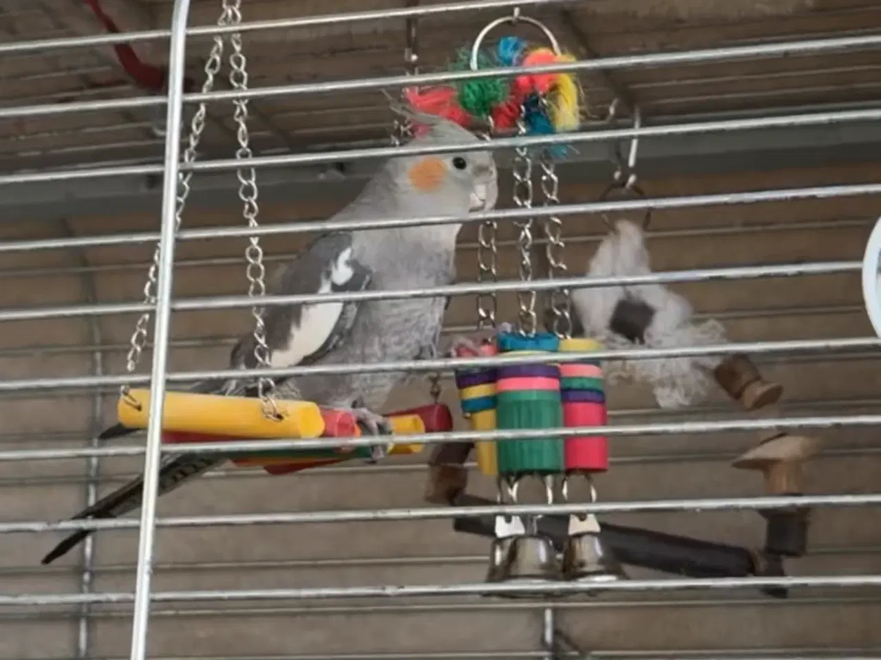 Billede 4 - Nymfeparskitter