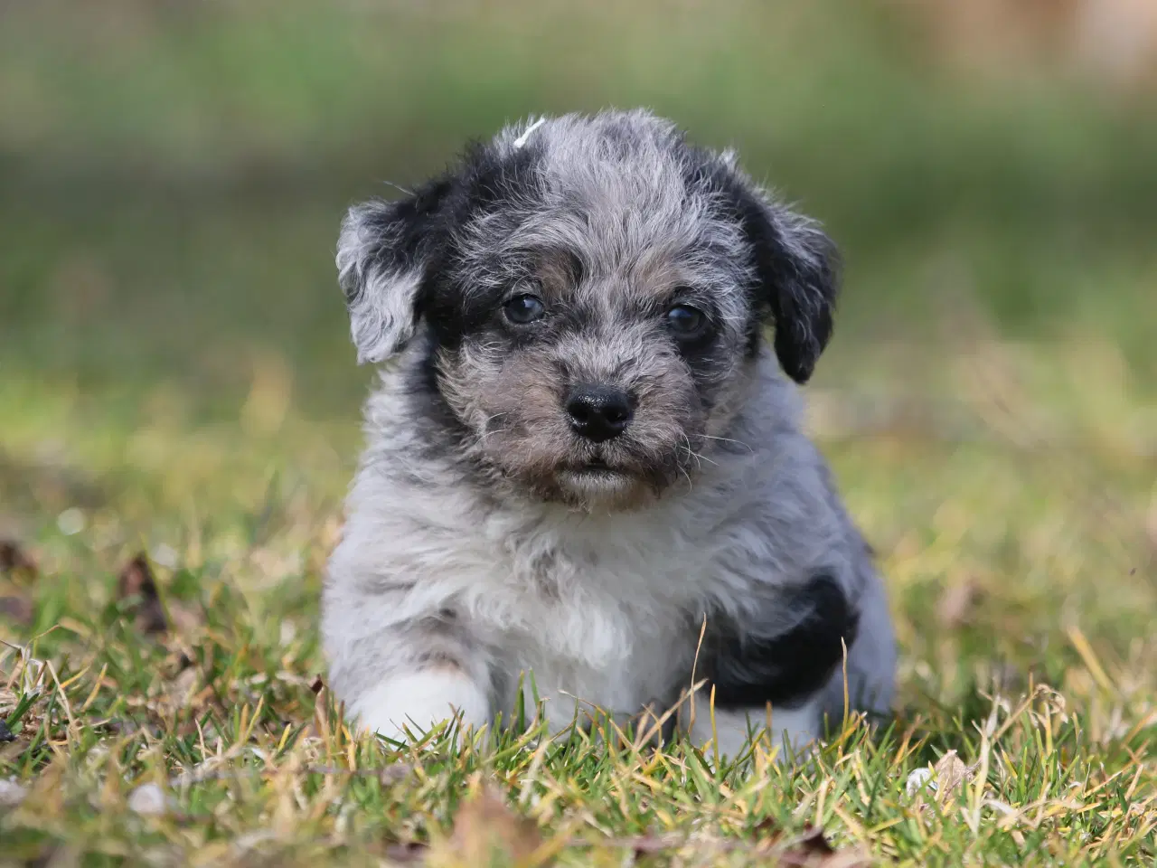 Billede 5 - Bichon havanais