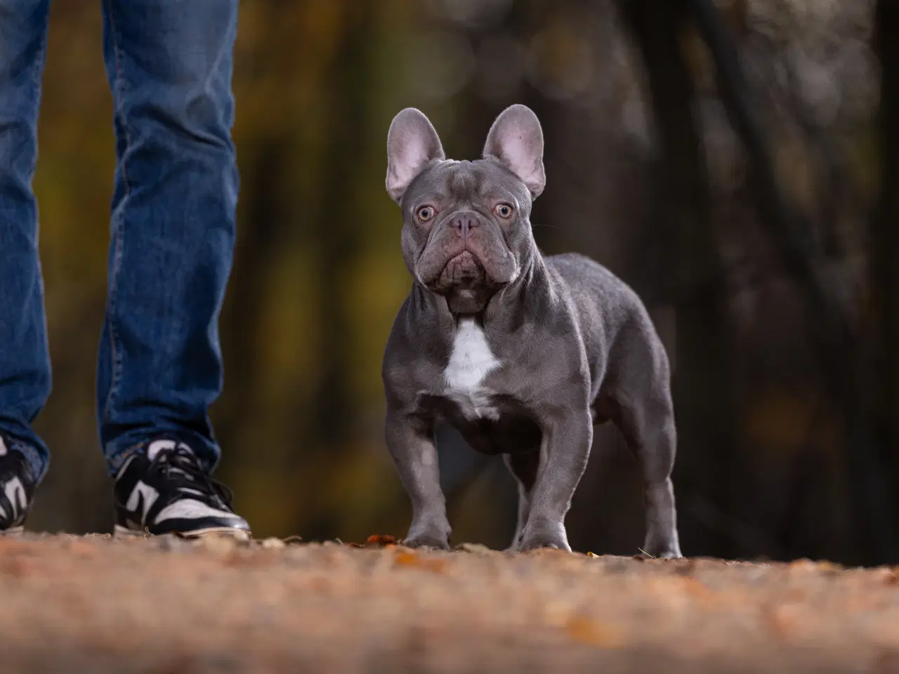 Billede 2 - Fransk Bulldog "Mocho" Tilbydes til Parring