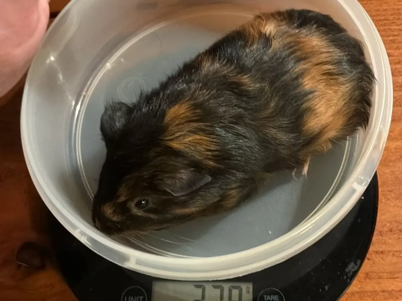 Billede 8 - Marsvin i forskellig aldre  skinner er hunner 