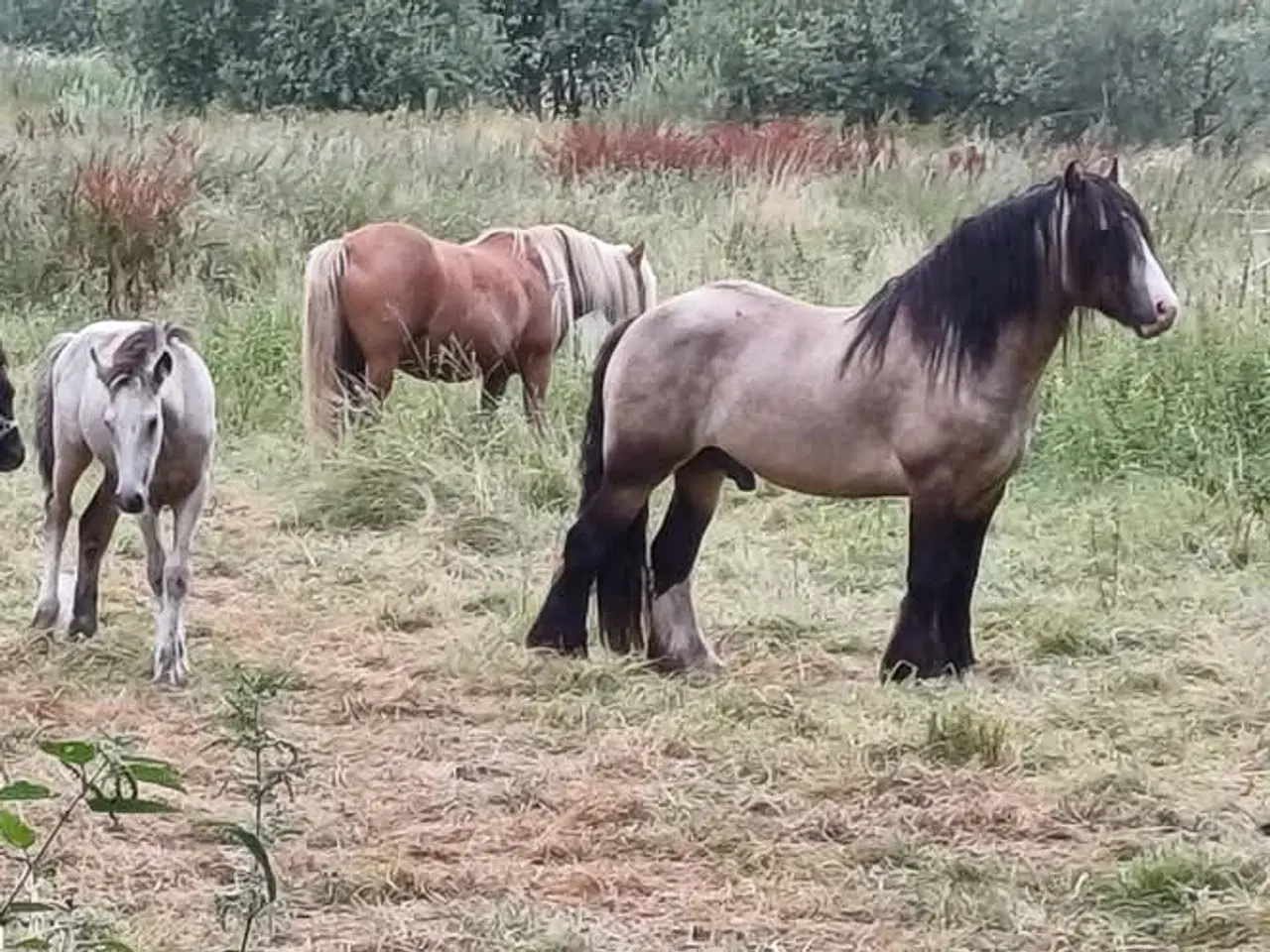 Billede 1 - Lækker dreng sælges