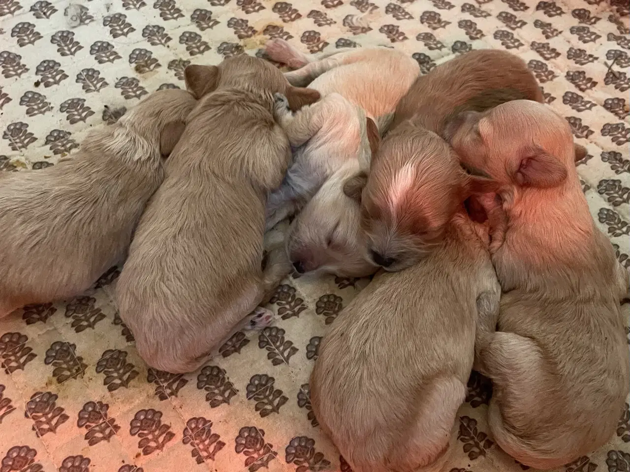 Billede 1 - 🐶Små Maltipoo hvalpe til salg🐶