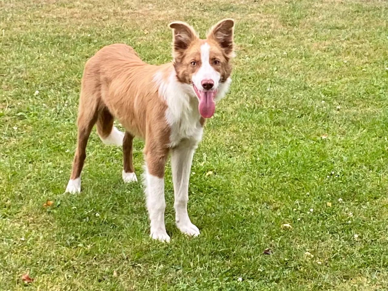 Billede 20 - Border collie