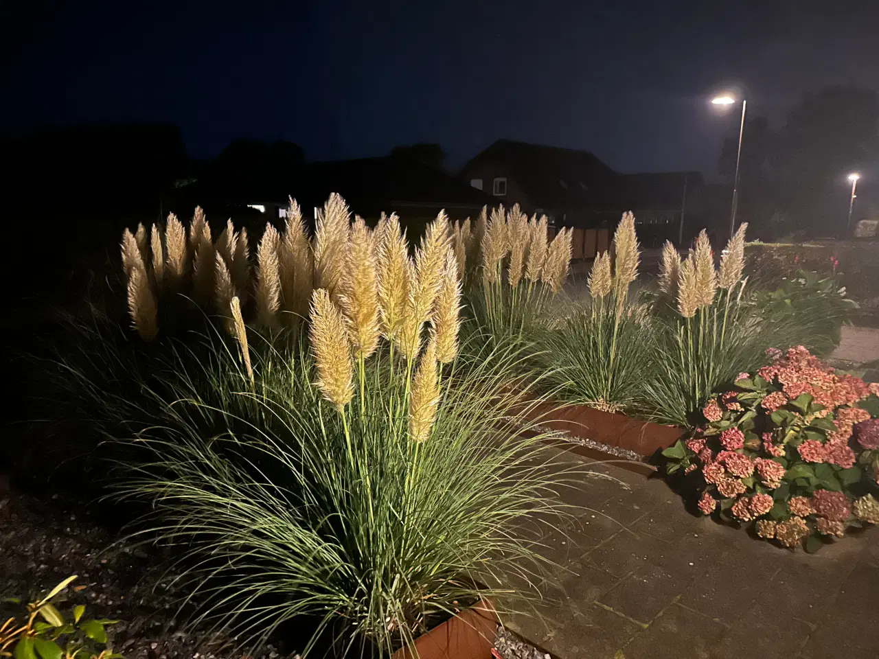 Billede 1 - Pampas græs spids/top