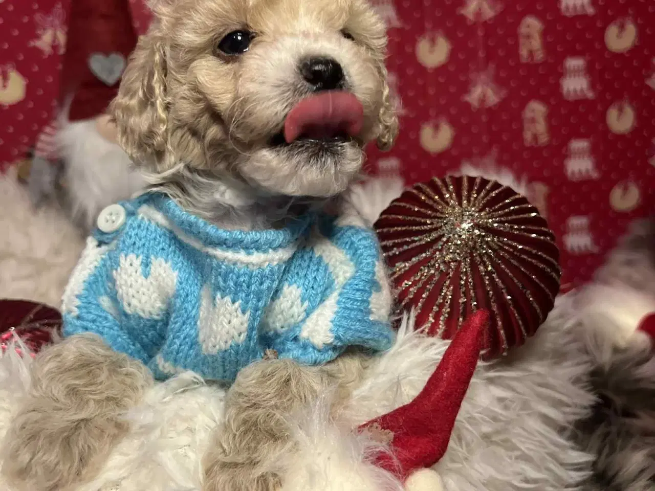 Billede 14 - Maltipoo 