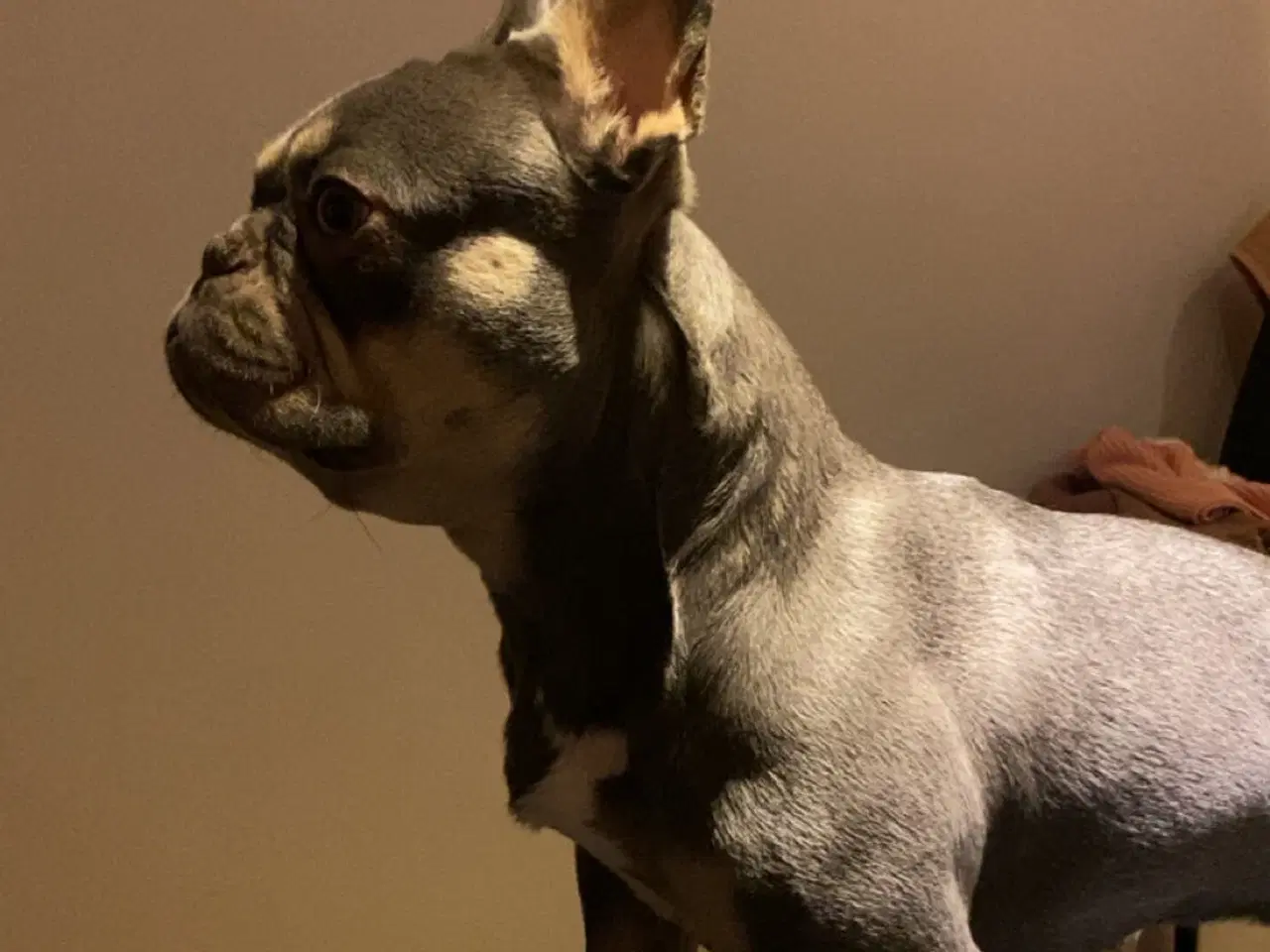 Billede 6 - Franske bulldogs på vej