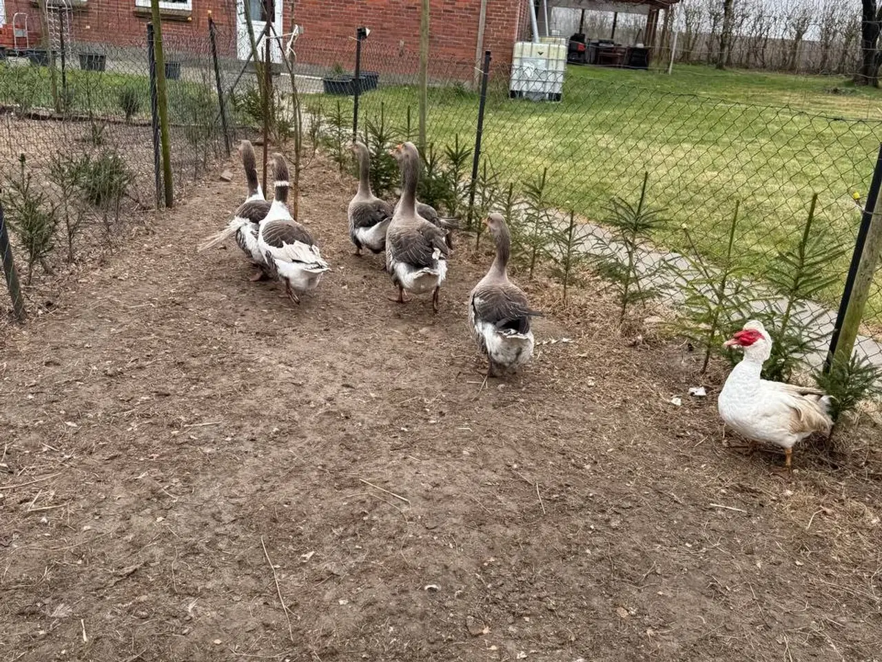 Billede 3 - Gæs til salg til hjemmeslagtning i zone Varde. 