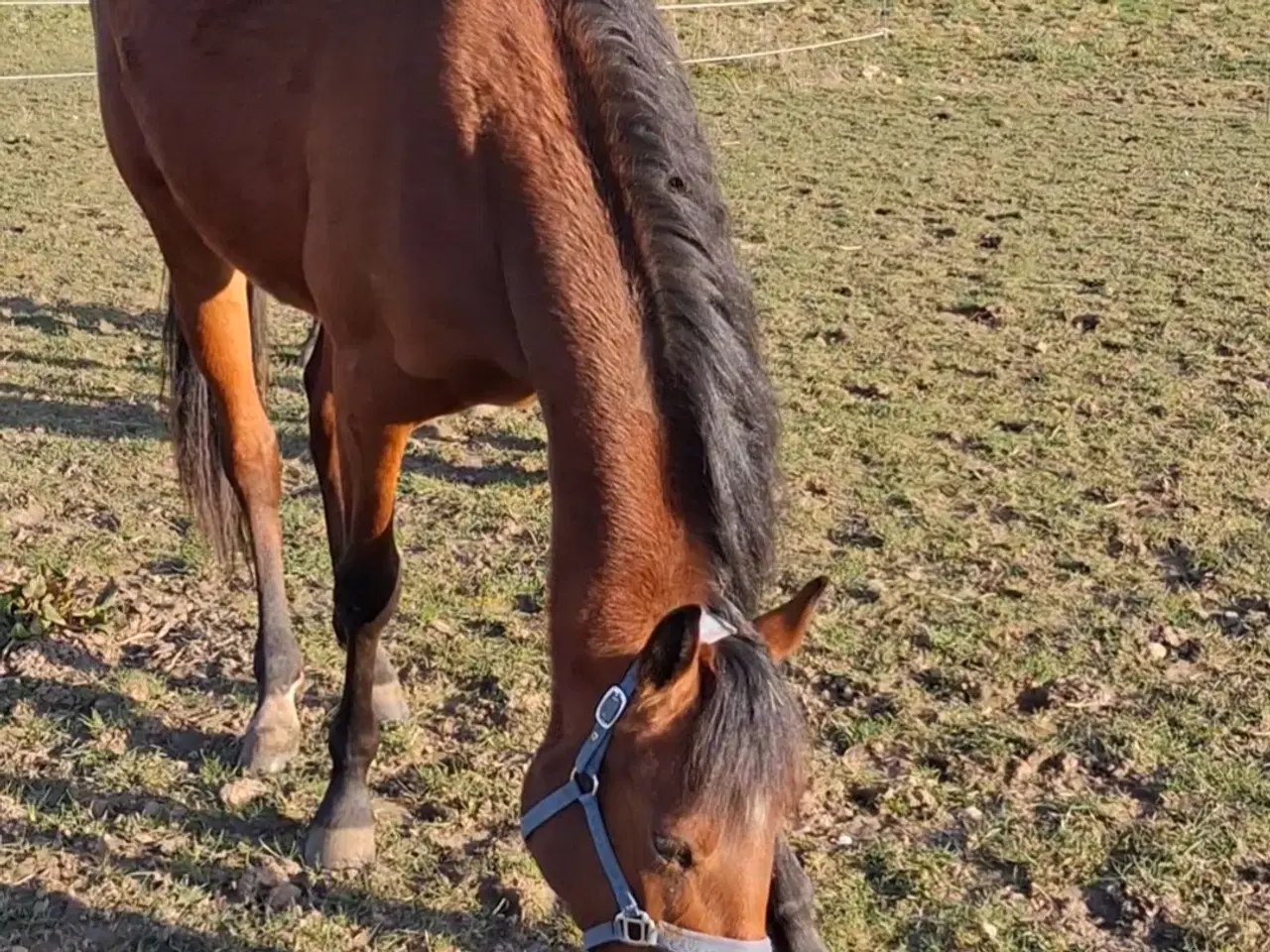 Billede 3 - 2 års hoppe 