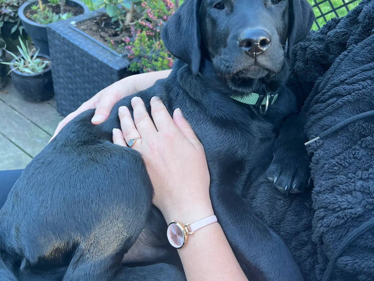 Billede 1 - Sødeste labrador hvalp