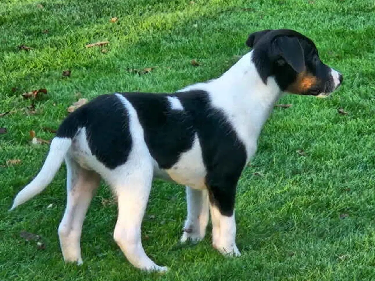 Billede 2 - Jeg vil også gerne have min egen familie 🐶