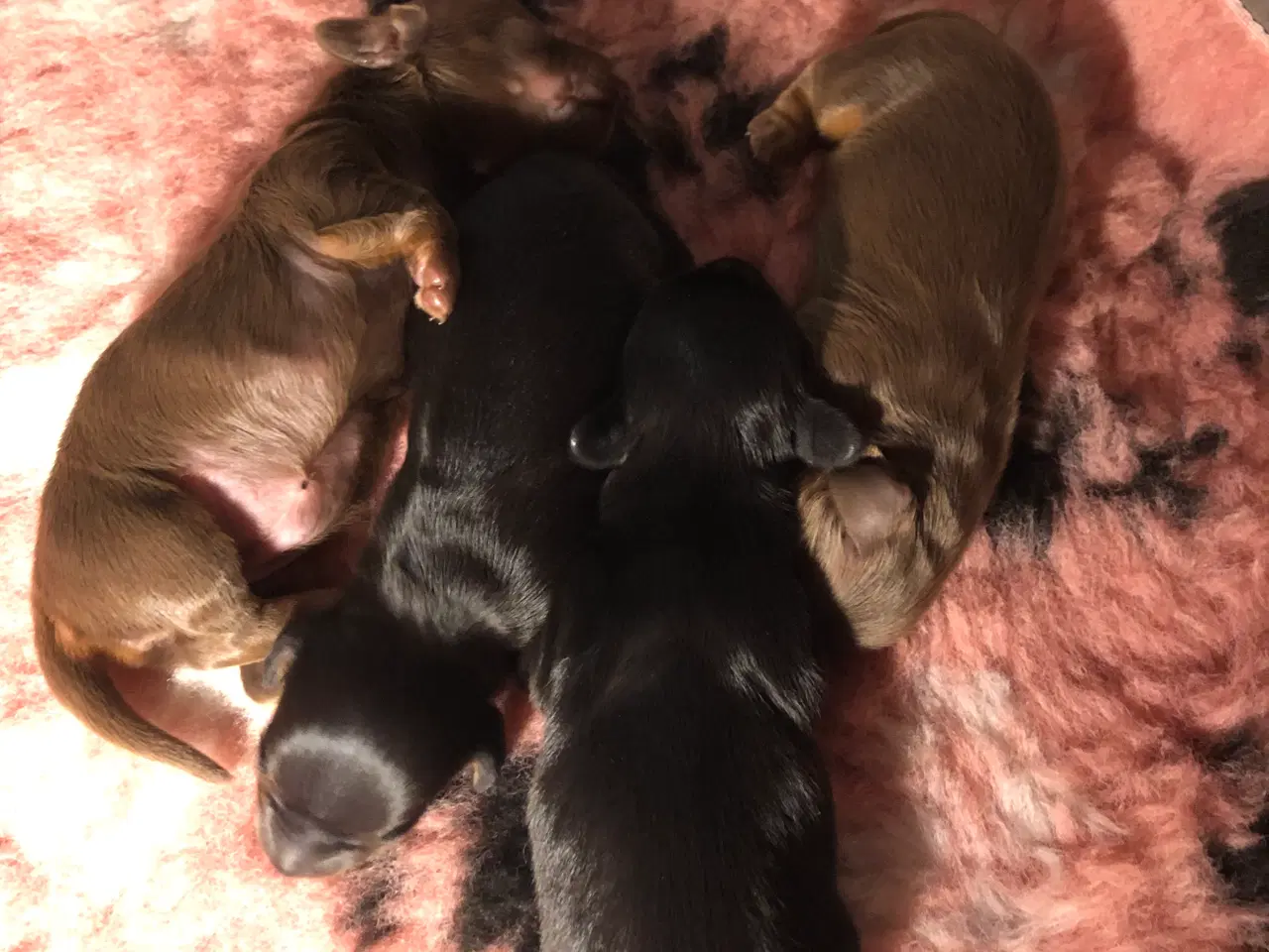 Billede 3 - Langhåret gravhundehvalpe kanin