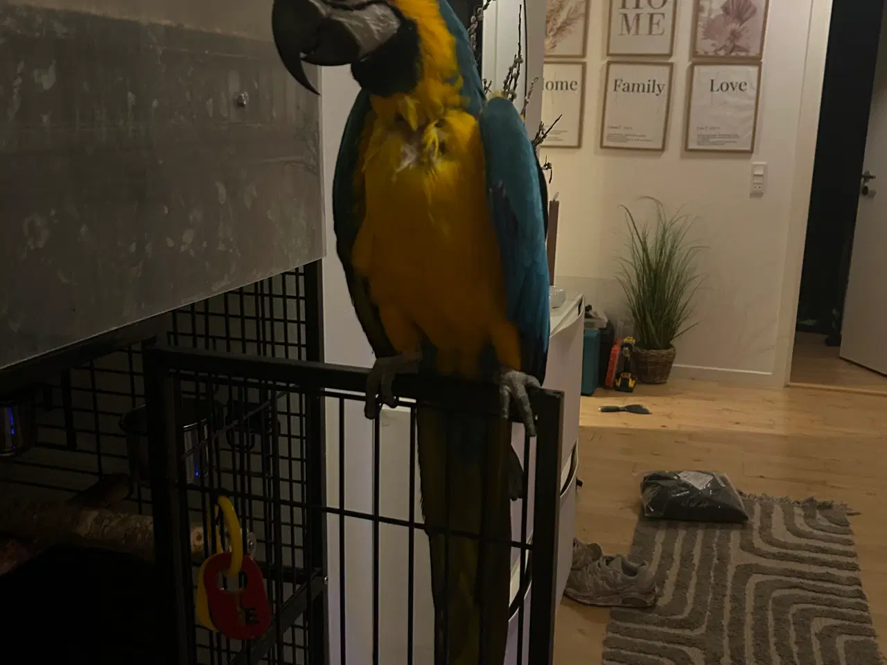 Billede 1 - Blå gul ara