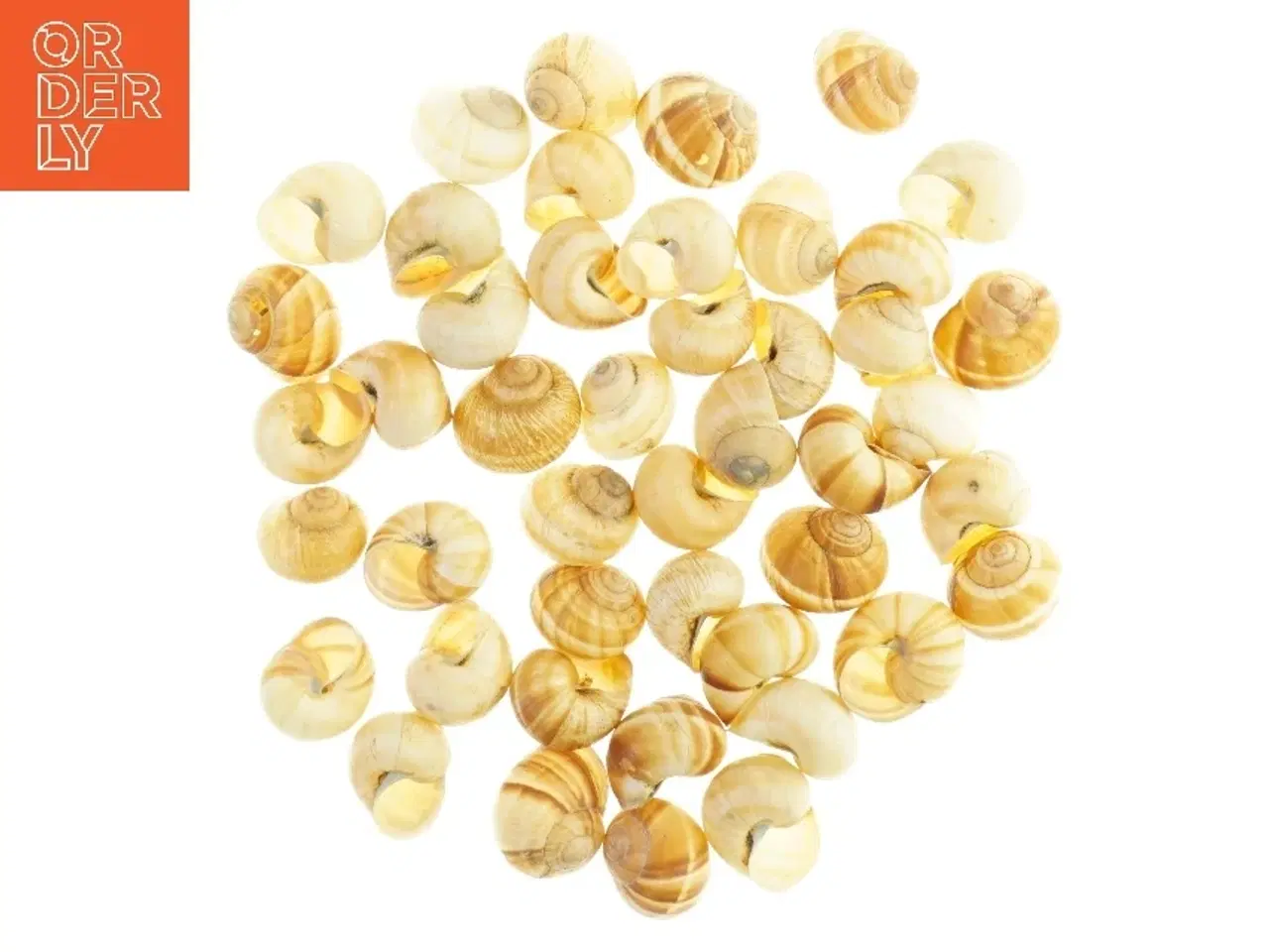 Billede 2 - Sneglehuse