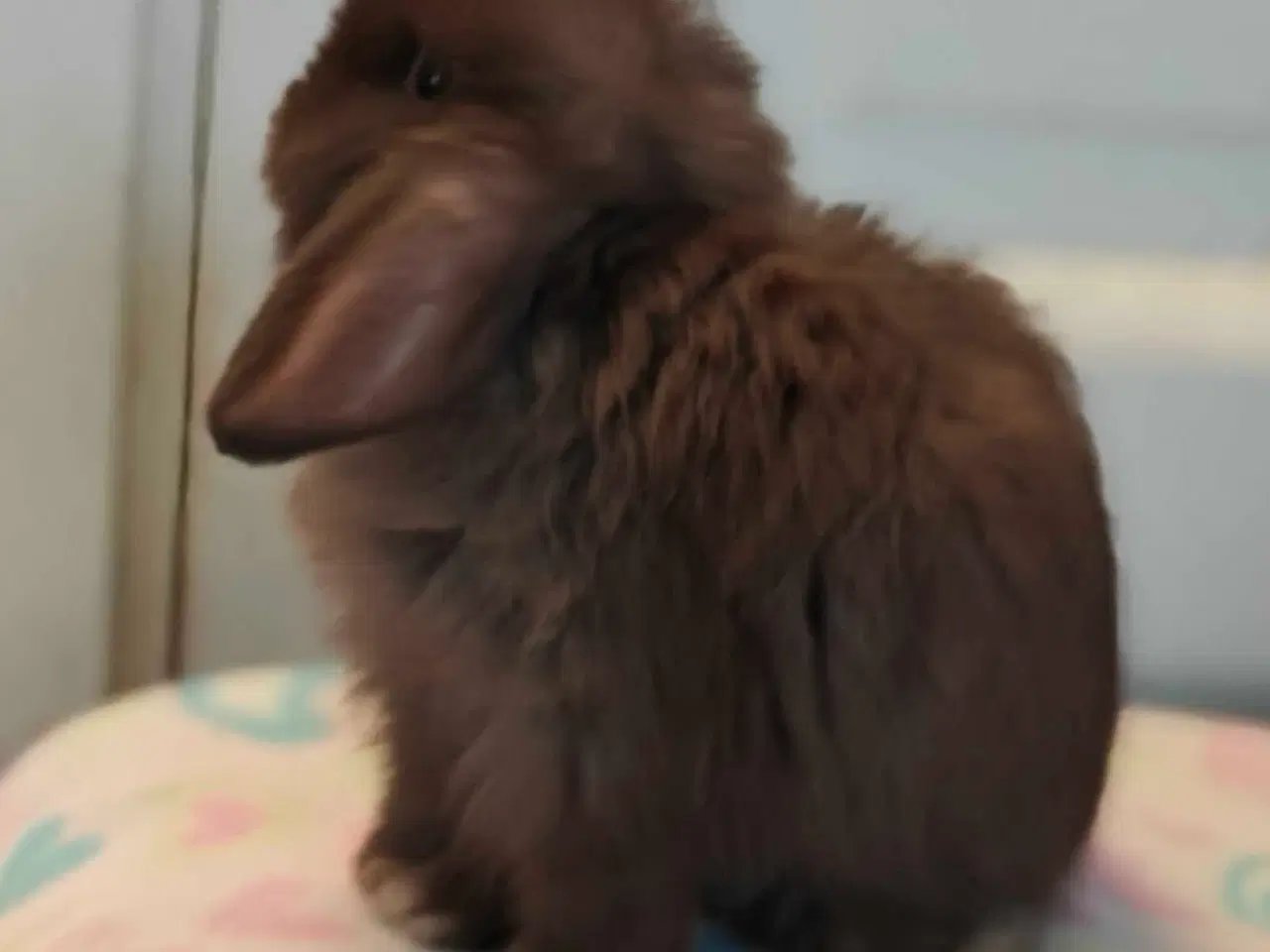 Billede 11 - Minilop