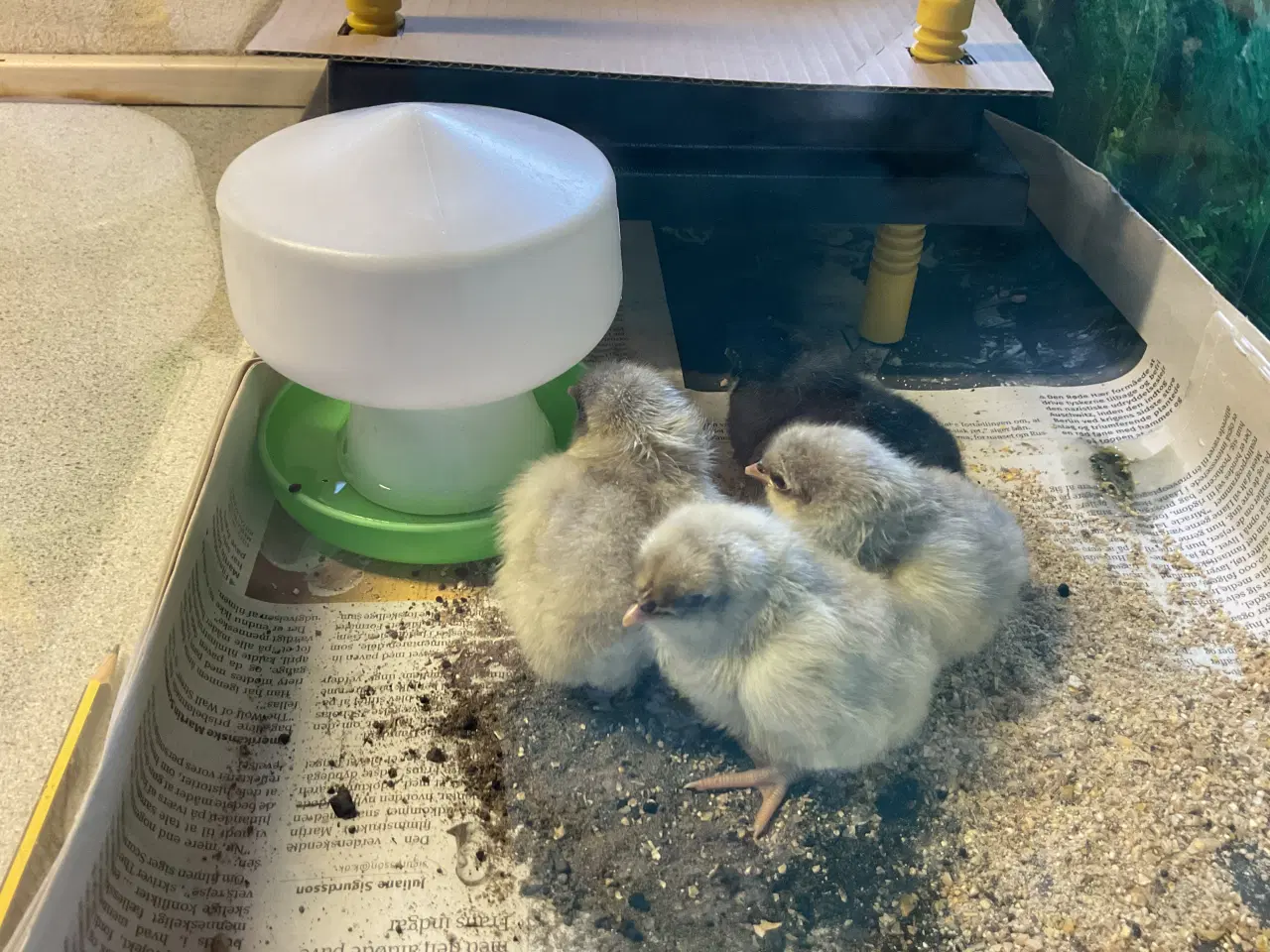 Billede 1 - Daggamle kyllinger, racerene Silverruds blå