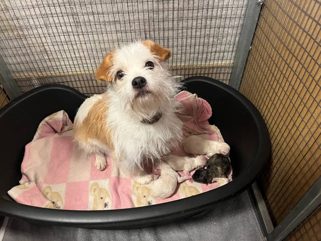 Billede 1 - Kun 3 skønne hanner tilbage nu!