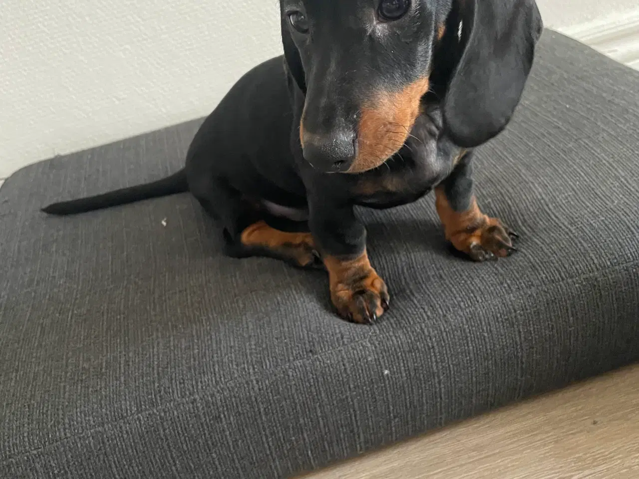 Billede 6 - Gravhund/ Dachshund Hvælpe