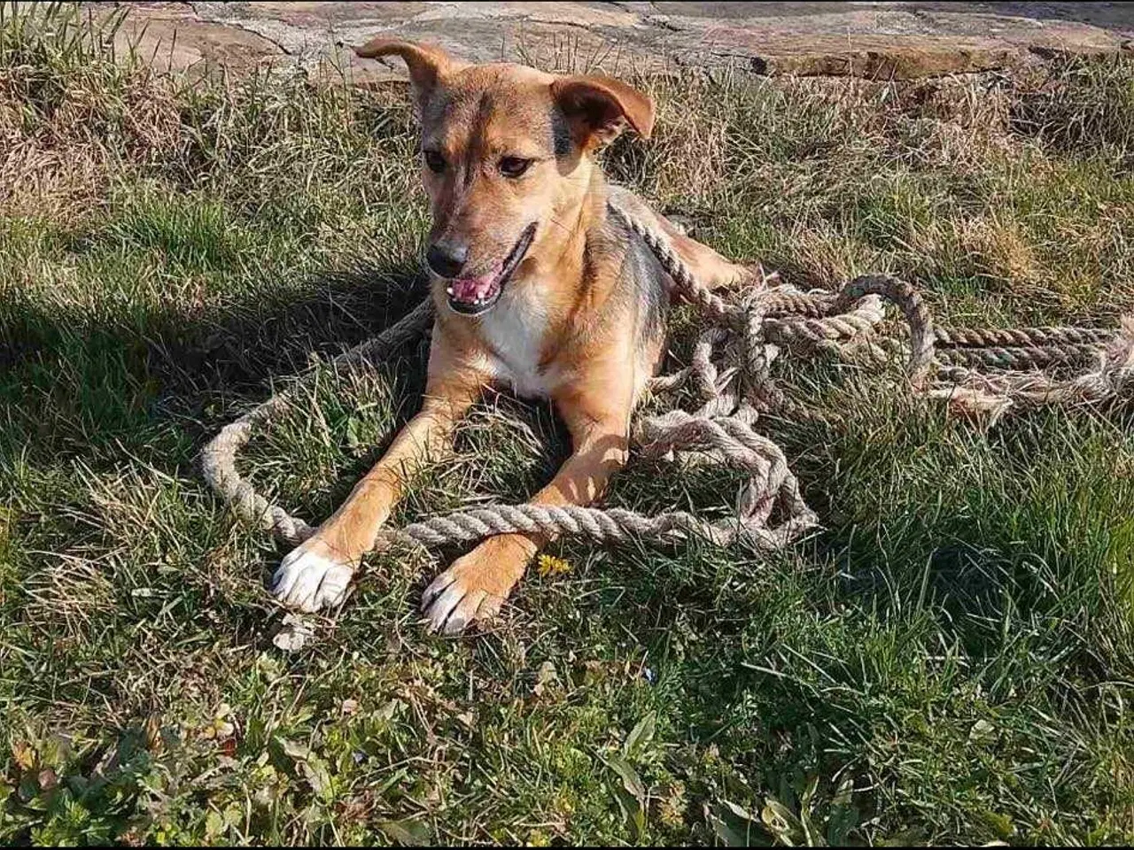 Billede 3 - Obi søger 4ever familie 🐾