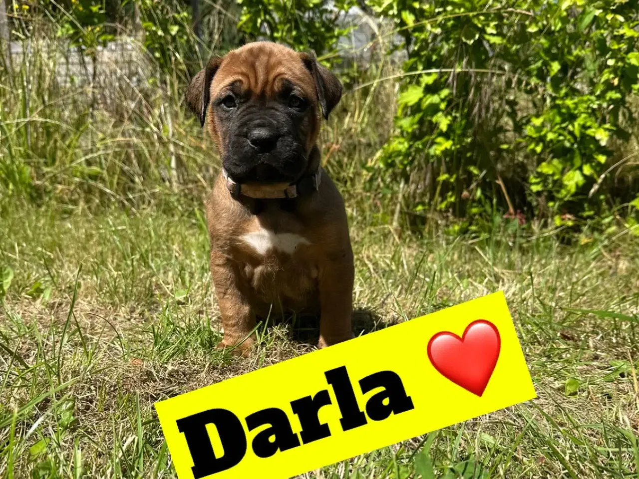 Billede 1 - Hvalpe Cane Corso/Douge de Bordeaux 