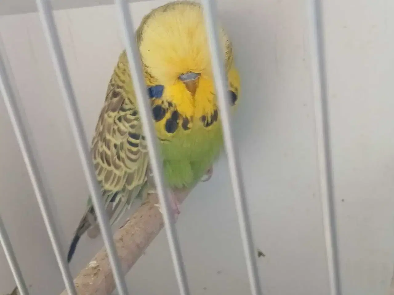 Billede 5 - Engelsk undulat han