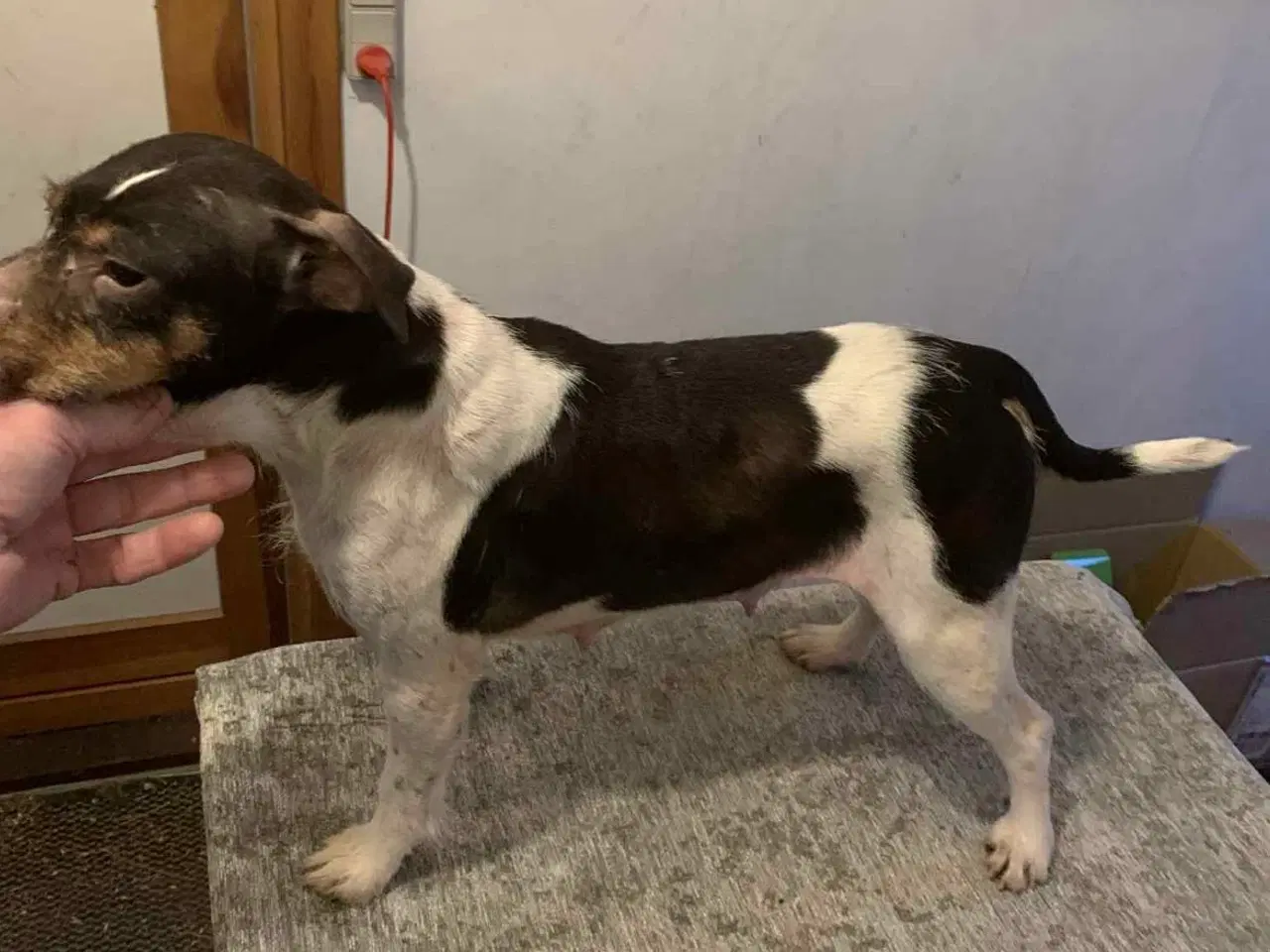 Billede 10 - Skønne hvalpe søger nyt hjem