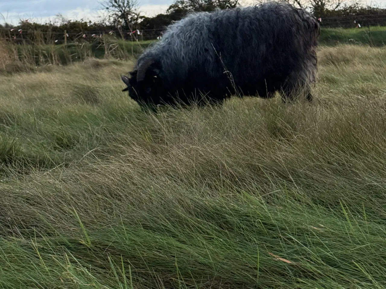 Billede 2 - Spælsau moderfår