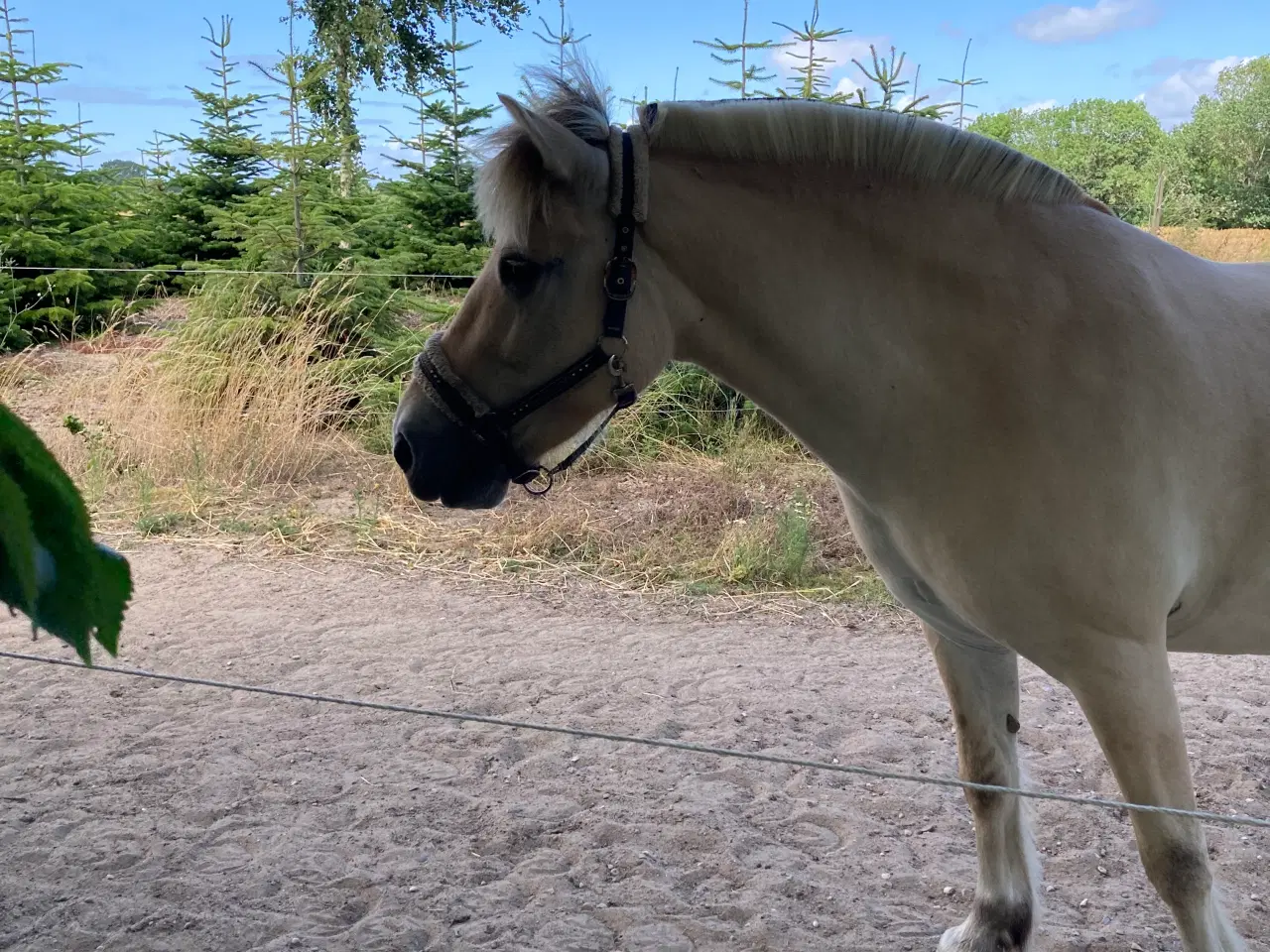 Billede 3 - Fjordhest sælges eller udlånes som selskabshest