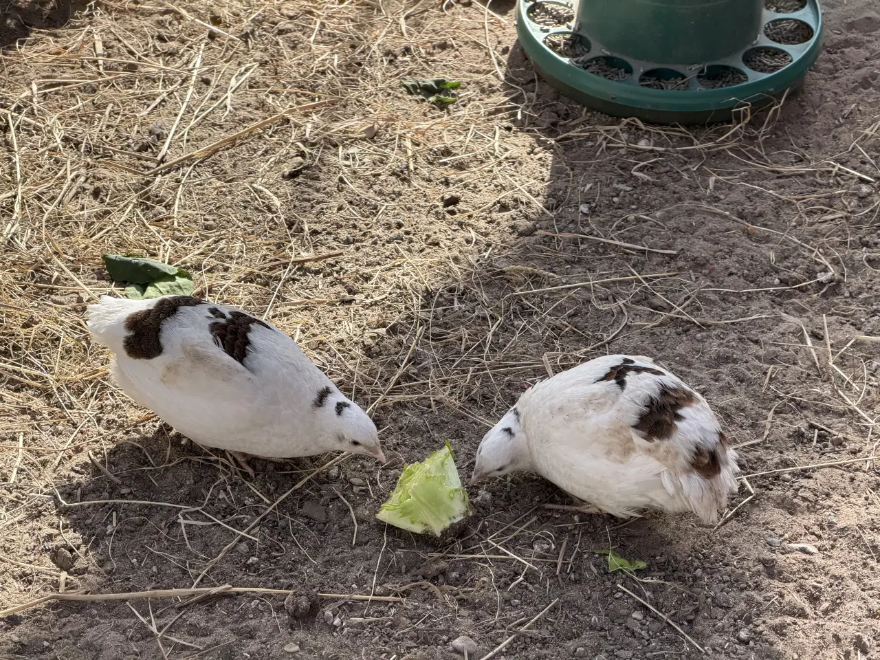 Billede 8 - Vagtel rugeæg 