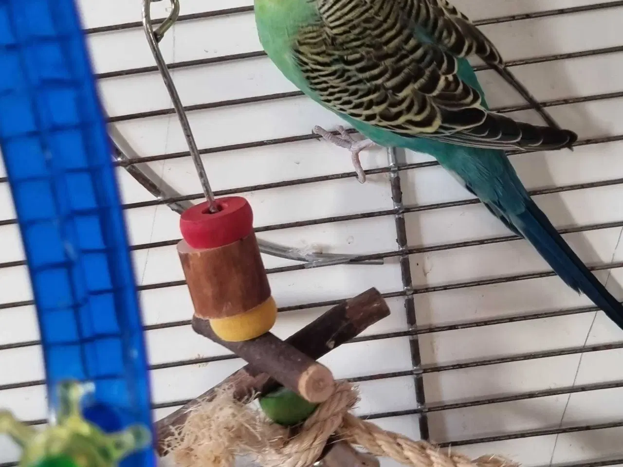 Billede 5 - 4 kanarier og 1 undulat