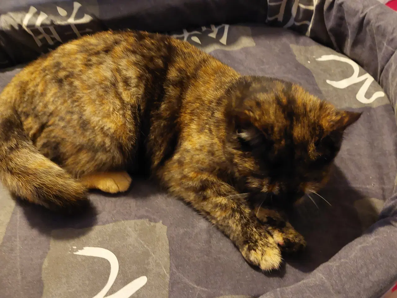 Billede 12 - Seng til Katte /Hunde