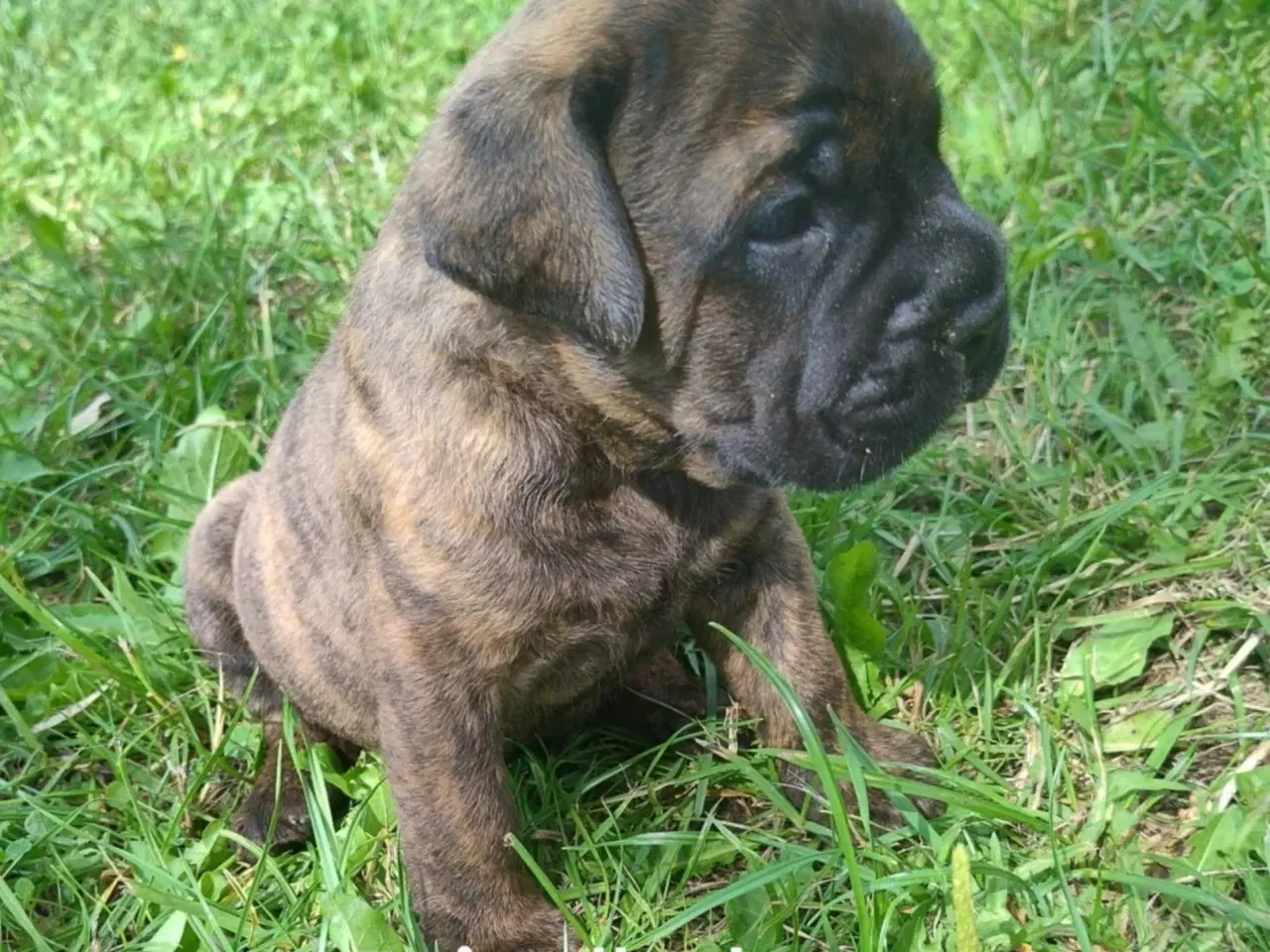 Billede 7 - Bullmastiff hvalpe til salg