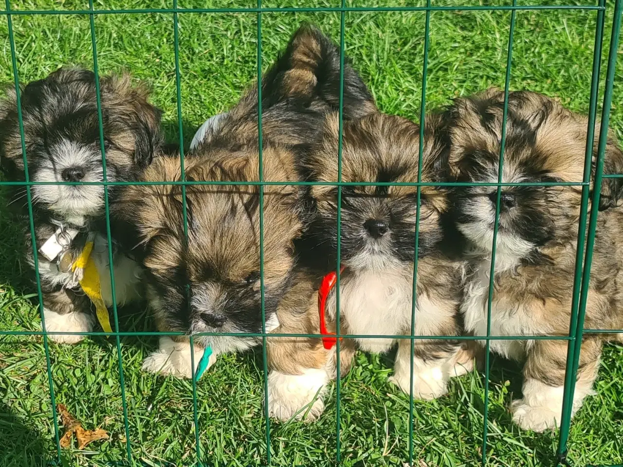Billede 10 - Lhasa Apso hvalp med stambog