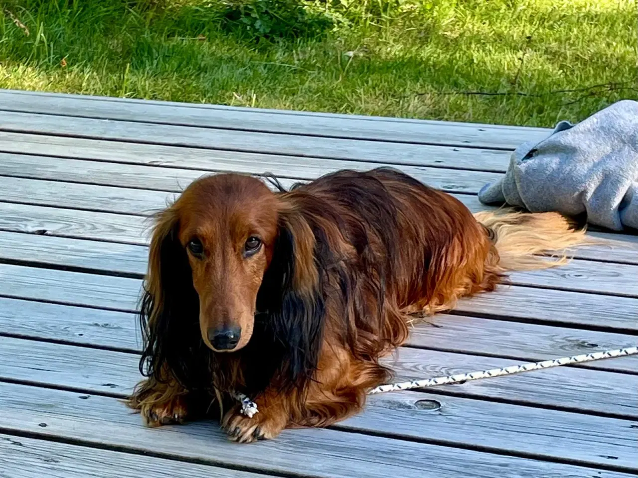 Billede 4 - Gravhund Standard Langhåret
